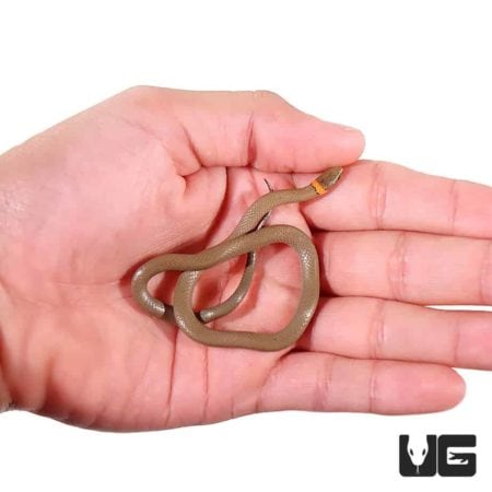 Western Ringneck Snakes For Sale - Underground Reptiles