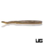 Western Ringneck Snakes For Sale - Underground Reptiles