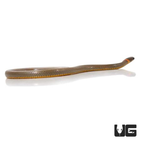 Western Ringneck Snakes For Sale - Underground Reptiles
