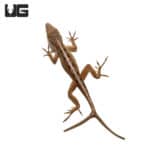 Y-Not Anole with 2 Tails (Anolis sagrei) For Sale - Underground Reptiles