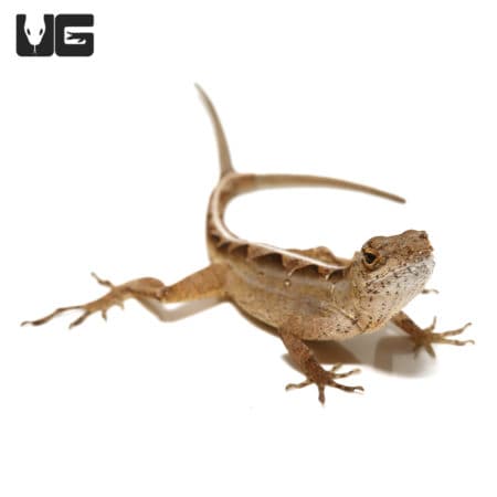 Y-Not Anole with 2 Tails (Anolis sagrei) For Sale - Underground Reptiles