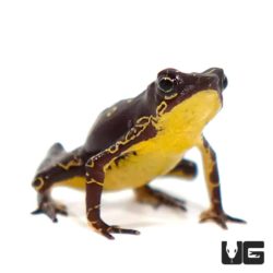 Yellow Harlequin Toad For Sale - Underground Reptiles