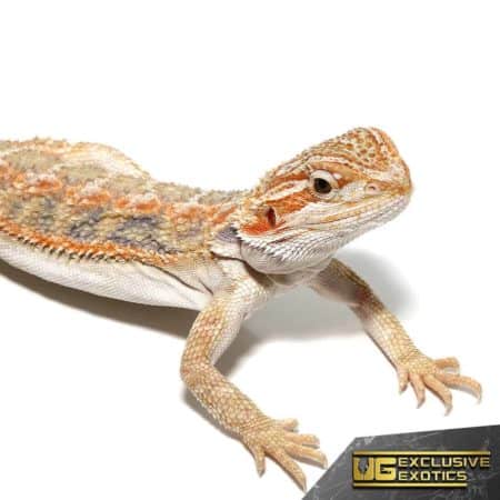 Baby Blue Horizon Hypo Leatherback Bearded Dragon, a vibrant and unique reptile from Underground Rep.