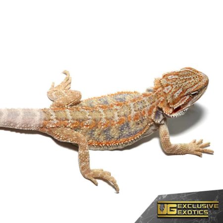 Blue Horizon Hypo Leatherback Bearded Dragon for sale - Underground Reptiles