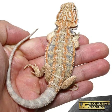 Blue Horizon Hypo Leatherback Bearded Dragon for sale - Underground Reptiles