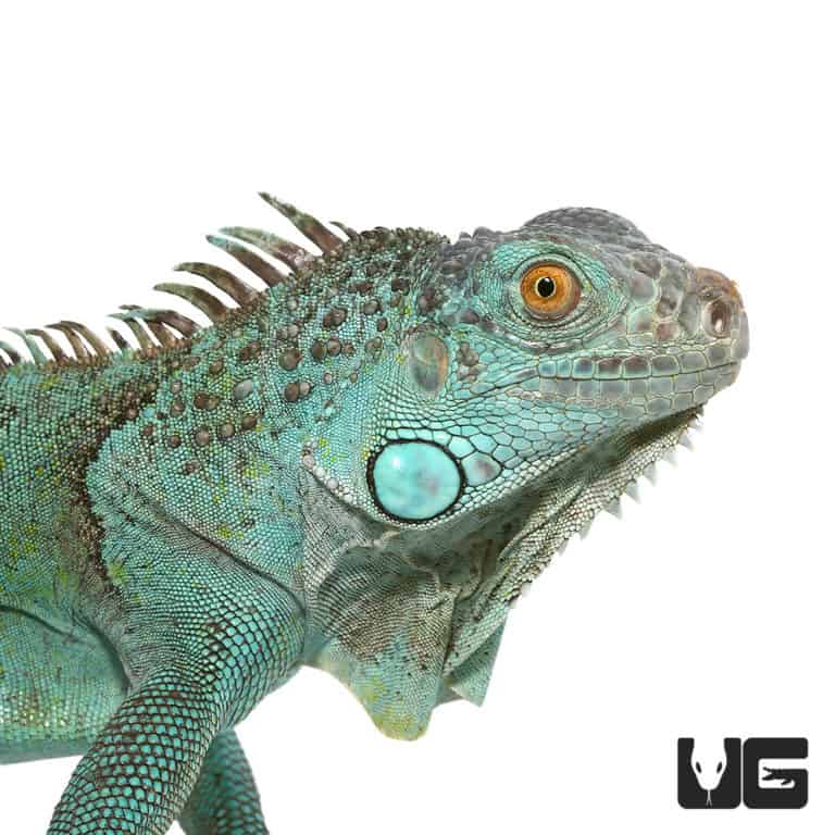 Blue Axanthic Iguanas For Sale - Underground Reptiles