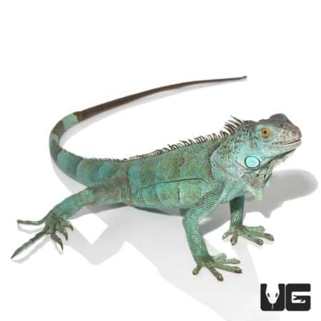 Bright blue and green coloration, 3-foot Blue Axanthic Iguana from Underground Reptiles.