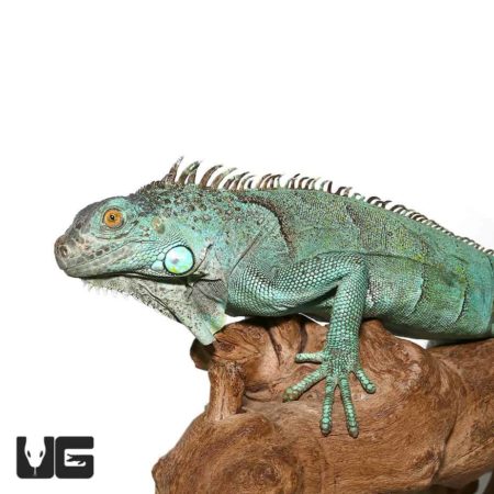High-quality blue axanthic iguana showcasing vibrant coloration and unique features.