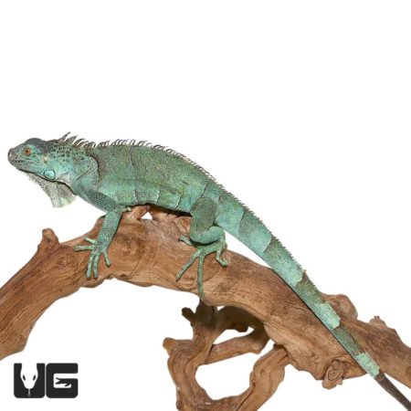 Blue Axanthic Iguanas For Sale - Underground Reptiles