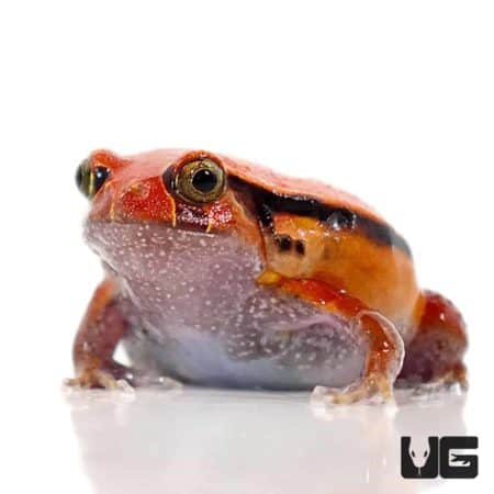 Tomato Frogs For Sale - Underground Reptiles