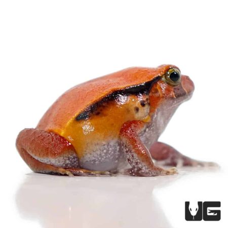 Tomato Frogs (Dyscophus guineti) For Sale - Underground Reptiles