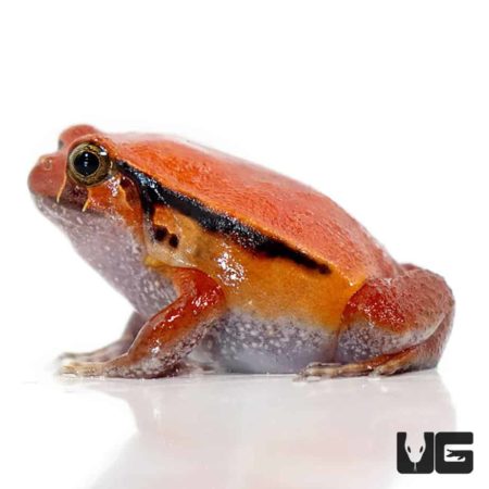 Amphibians for Sale - Frogs, Newts, Salamanders and More!