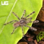 Bengal Four Spotted Ornamental Tarantulas For Sale - Underground Reptiles