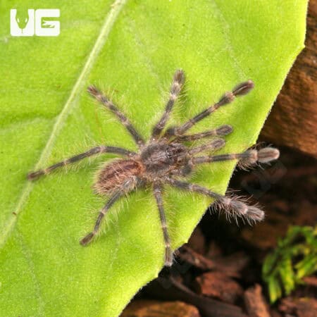 Bengal Four Spotted Ornamental Tarantulas For Sale - Underground Reptiles