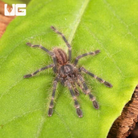 Bengal Four Spotted Ornamental Tarantulas For Sale - Underground Reptiles