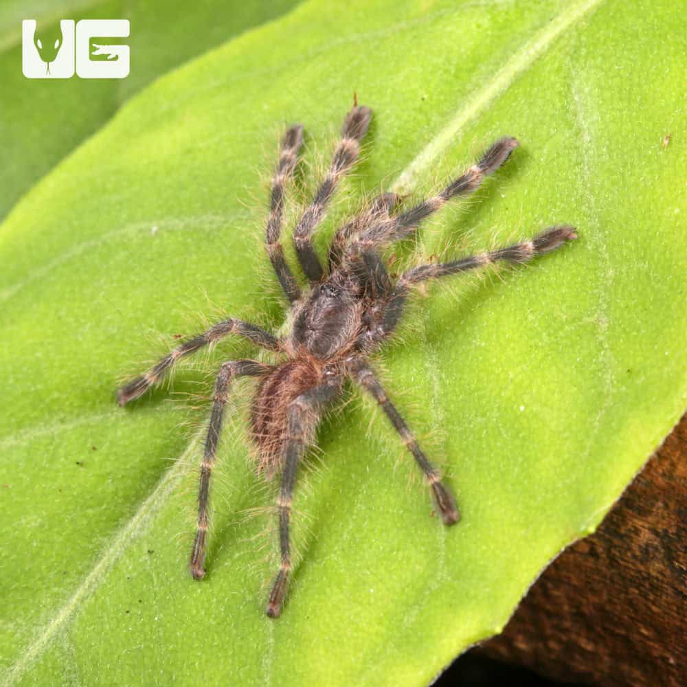 Bengal Four Spotted Ornamental Tarantulas For Sale - Underground