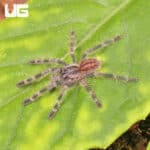 Bengal Four Spotted Ornamental Tarantulas For Sale - Underground Reptiles