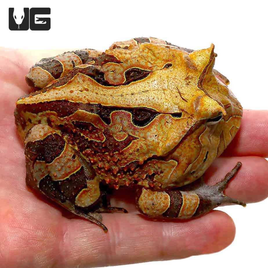 Adult Brown Suriname Horned Frog (Ceratophrys cornuta) For Sale