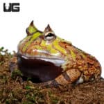 Adult Green And Brown Suriname Horned Frog (Ceratophrys cornuta) For Sale - Underground Reptiles
