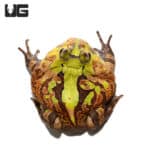 Adult Green And Brown Suriname Horned Frog (Ceratophrys cornuta) For Sale - Underground Reptiles