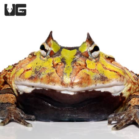 Adult Green And Brown Suriname Horned Frog (Ceratophrys cornuta) For Sale - Underground Reptiles