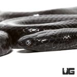 African Wolf Snake For Sale - Underground Reptiles