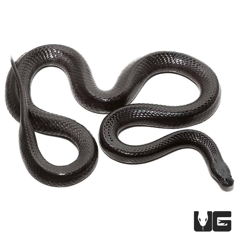 African Wolf Snakes (Lycophidion capense) For Sale - Underground Reptiles