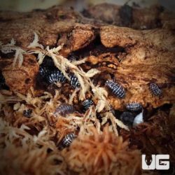 Armadillidium Maculatum Zebra Isopods For Sale - Underground Reptiles