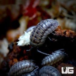 Armadillidium Nasatum Wildtype Isopods For Sale - Underground Reptiles