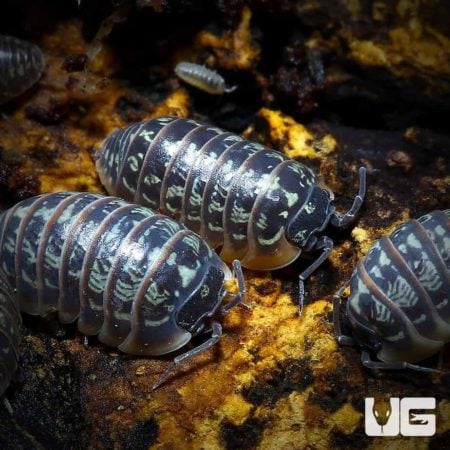 Armadillidium Versicolor Polska Isopods For Sale - Underground Reptiles