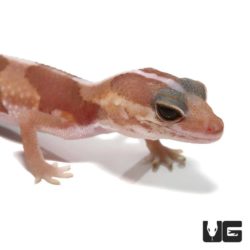Baby Albino Fat Tail Geckos For Sale - Underground Reptiles