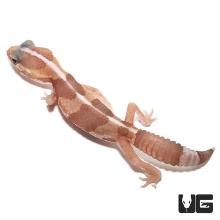 Baby Albino Fat Tail Geckos For Sale - Underground Reptiles