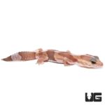 Baby Albino Fat Tail Geckos For Sale - Underground Reptiles