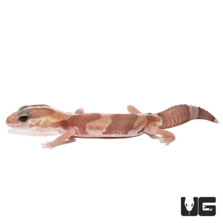 Baby Albino Fat Tail Geckos For Sale - Underground Reptiles
