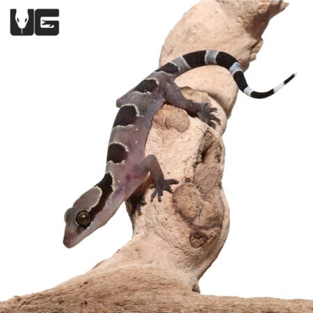 Banded Leaf Toe Geckos (Hemidactylus fasciatus) For Sale - Underground Reptiles