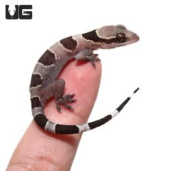 Banded Leaf Toe Geckos (Hemidactylus fasciatus) For Sale - Underground Reptiles