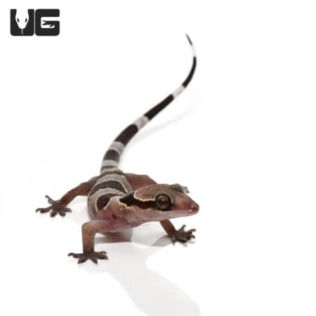 Banded Leaf Toe Geckos (Hemidactylus fasciatus) For Sale - Underground Reptiles