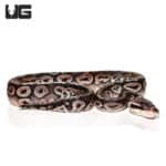 Male Pewter Ball Pythons (Python regius) For Sale - Underground Reptiles