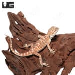 Baby Hazelnut Hypo Bearded Dragons (pagona vitticeps) For Sale - Underground Reptiles