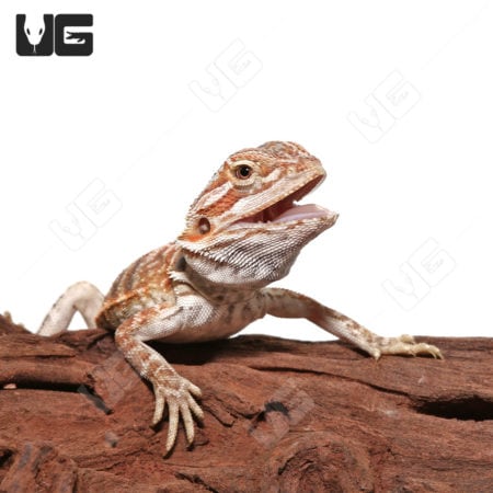 Baby Hazelnut Hypo Bearded Dragons (pagona vitticeps) For Sale - Underground Reptiles