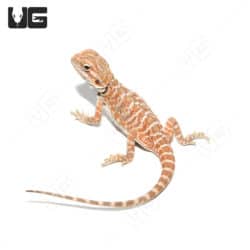Baby Hazelnut Hypo Bearded Dragons (pagona vitticeps) For Sale - Underground Reptiles