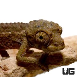 Baby Rainbow Jacksons Chameleon For Sale - Underground Reptiles