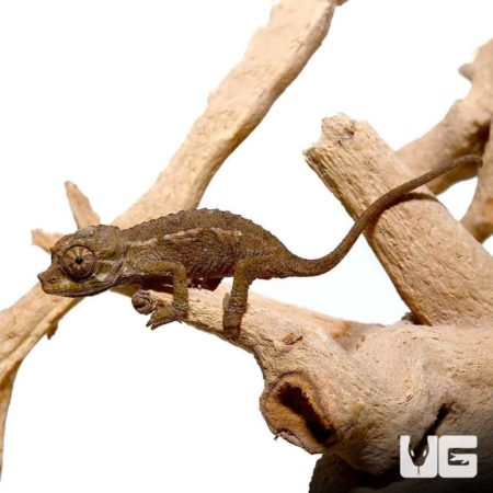 Baby Rainbow Jacksons Chameleon For Sale - Underground Reptiles