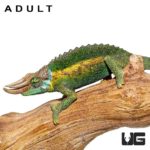 Baby Rainbow Jacksons Chameleon For Sale - Underground Reptiles