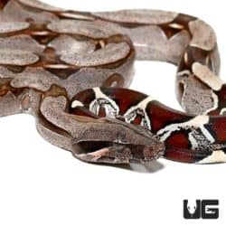 Baby Suriname Redtail Boas For Sale - Underground Reptiles