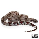 Baby Suriname Redtail Boas For Sale - Underground Reptiles