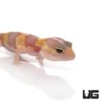 Baby Tangerine Albino Fat Tail Geckos For Sale - Underground Reptiles