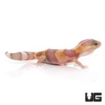 Baby Tangerine Albino Fat Tail Geckos For Sale - Underground Reptiles
