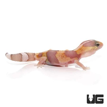 Baby Tangerine Albino Fat Tail Geckos For Sale - Underground Reptiles