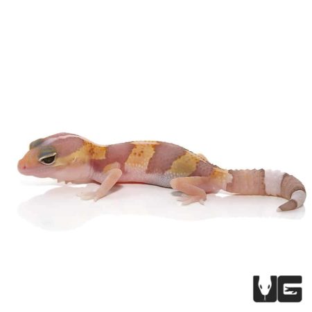 Baby Tangerine Albino Fat Tail Geckos For Sale - Underground Reptiles